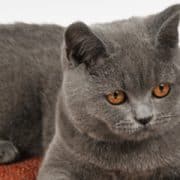 British Blue cat